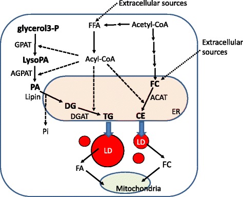 Fig. 1