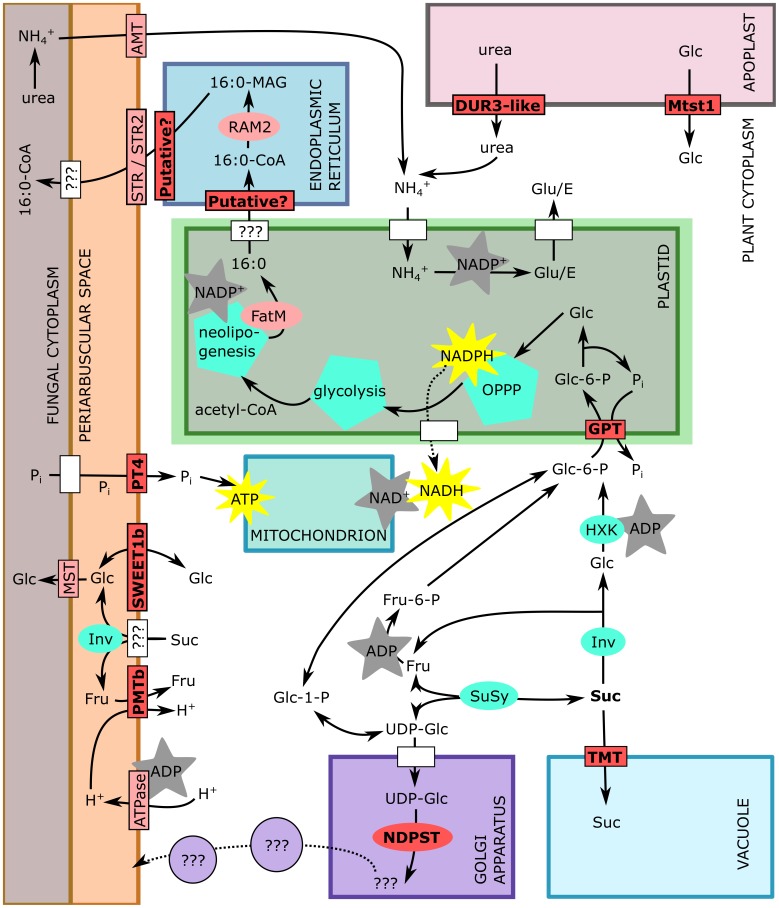 Fig 5