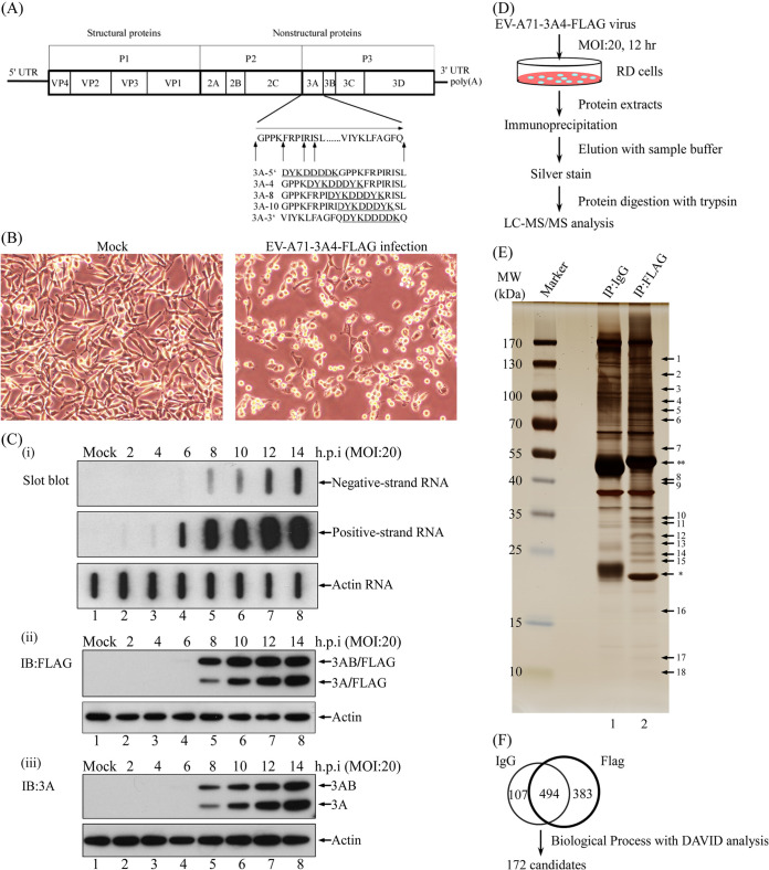 FIG 1