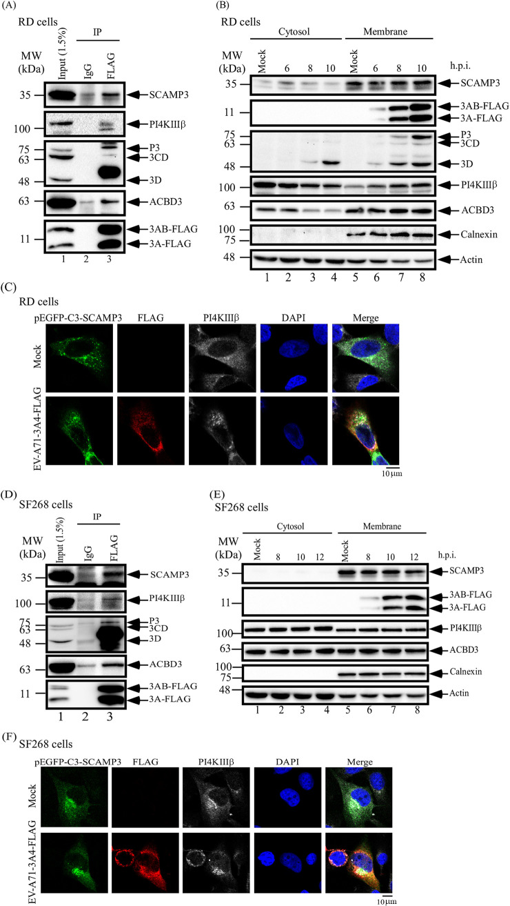 FIG 4