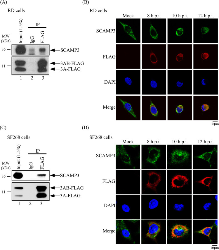 FIG 2