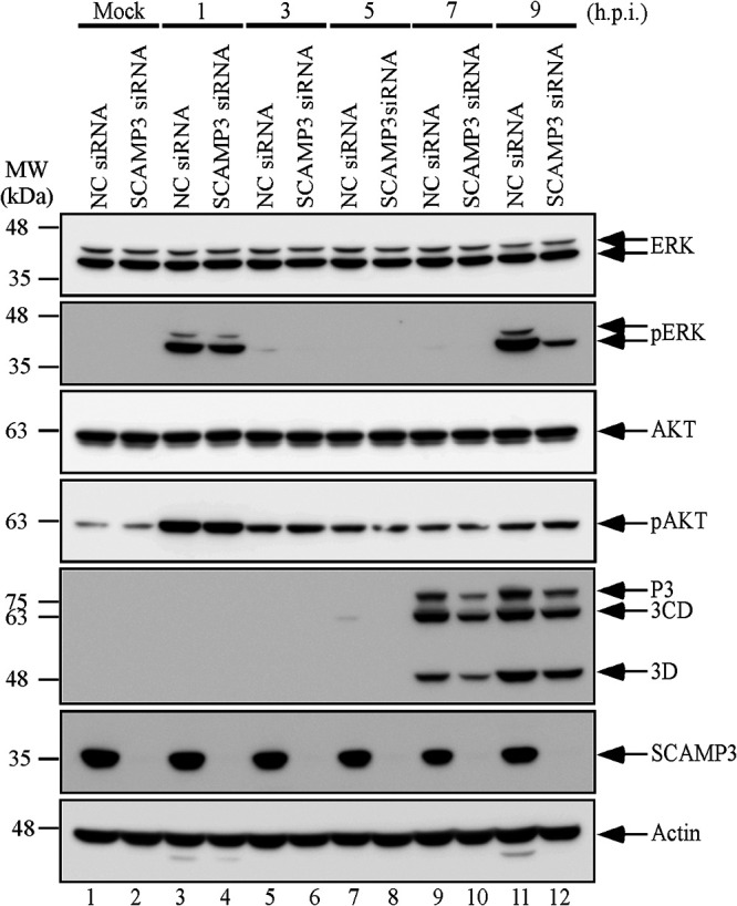 FIG 6