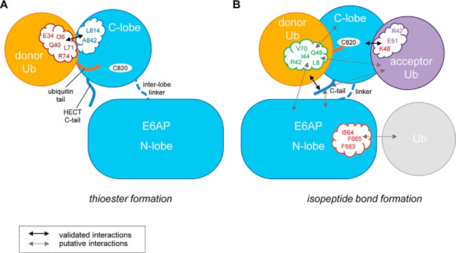 Figure 12.