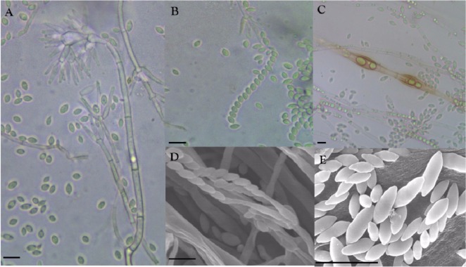 Fig. 2