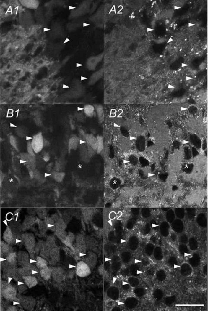 Fig. 13