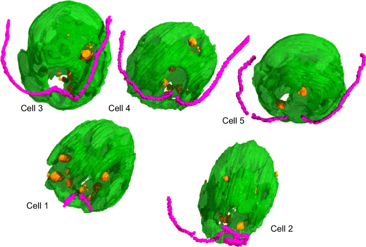 Fig. 3