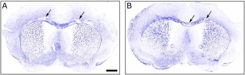 Fig 7