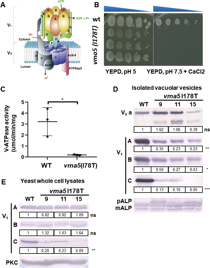 Figure 3: