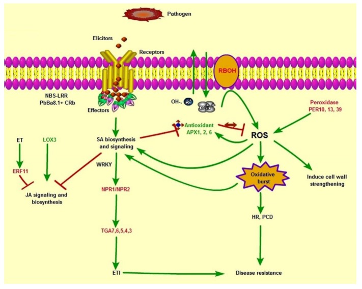 Figure 7