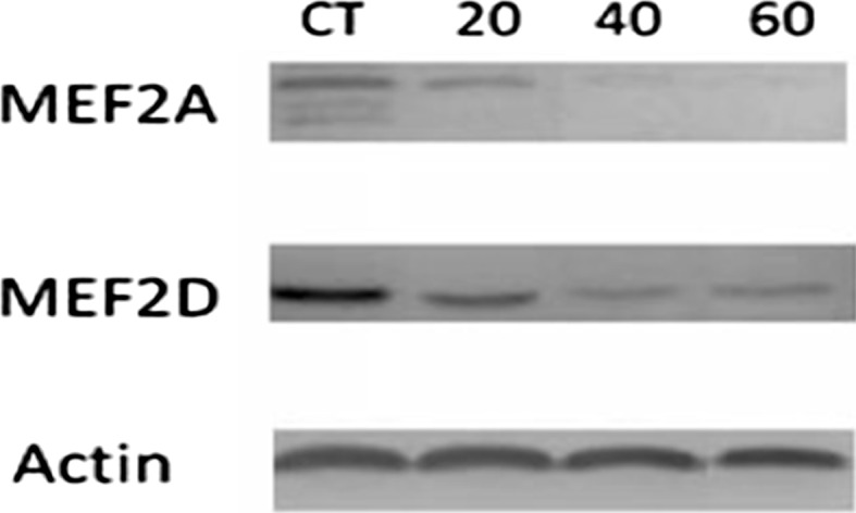 Fig. 10