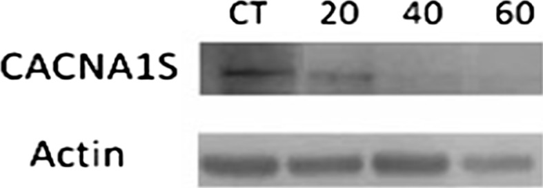 Fig. 11