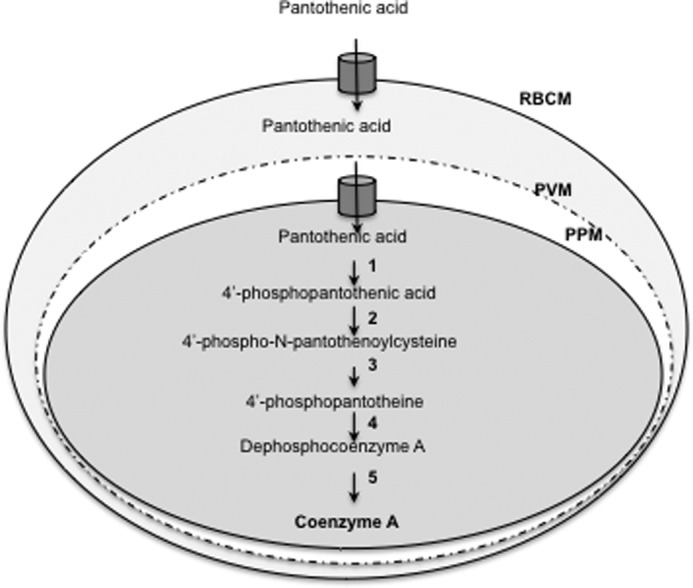 FIGURE 1.