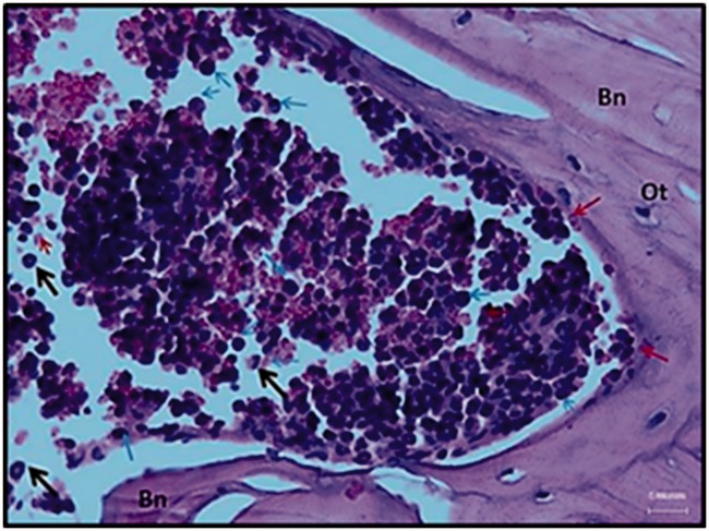 Figure 5.