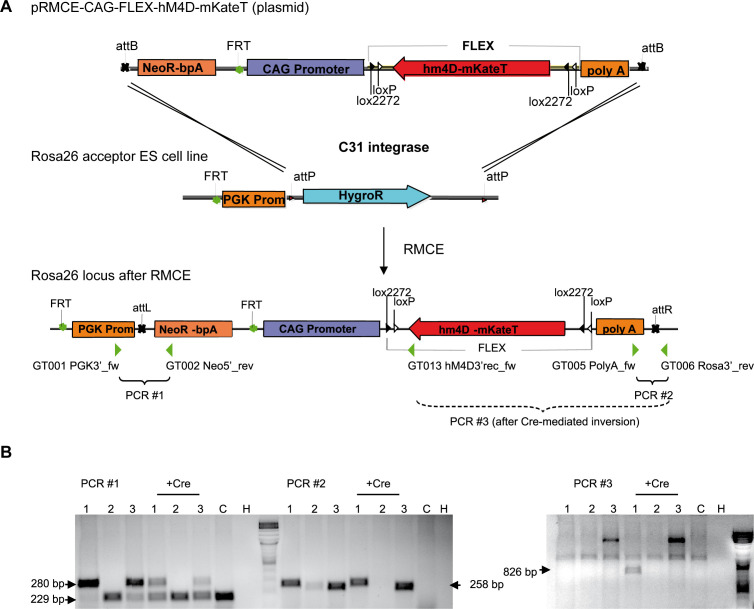 Figure 4—figure supplement 1.