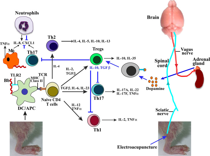 Figure 7