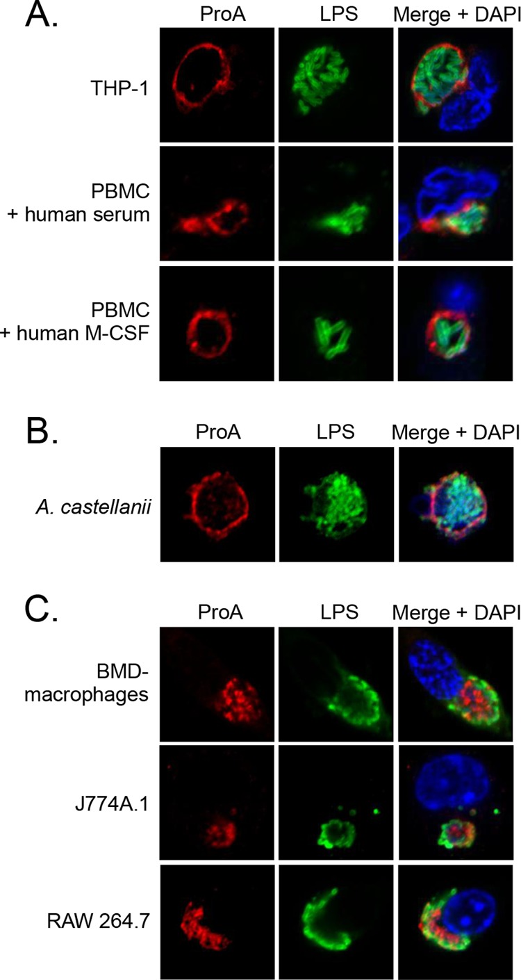 FIG 4 