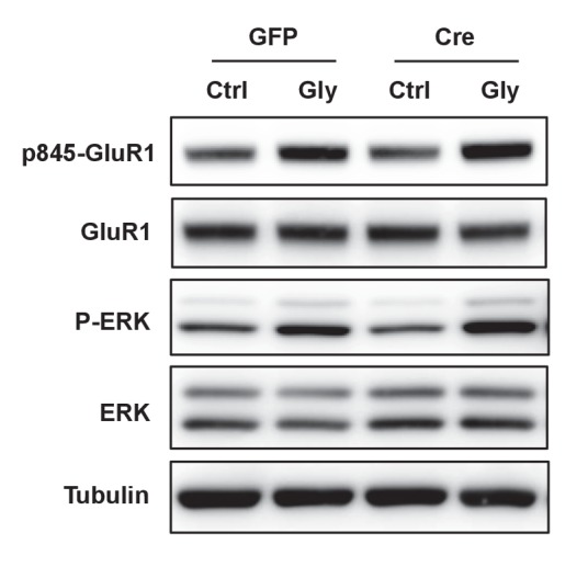 Figure 6—figure supplement 1.