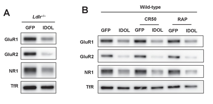 Figure 3—figure supplement 1.