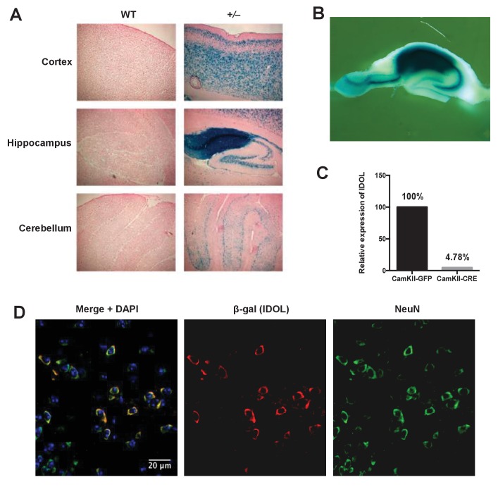 Figure 1—figure supplement 1.