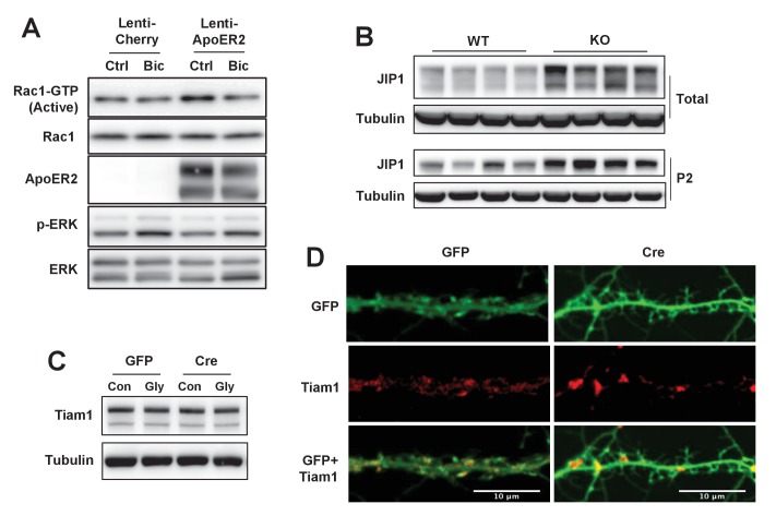 Figure 5—figure supplement 1.