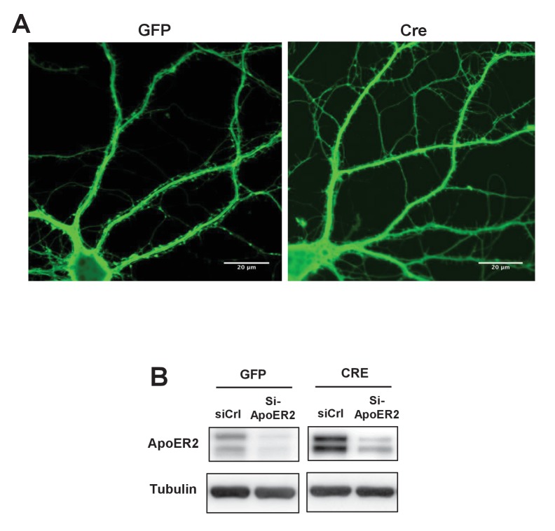 Figure 4—figure supplement 1.