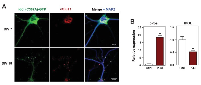 Figure 1—figure supplement 2.