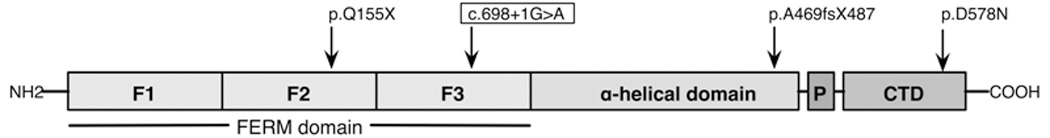 Fig. 5