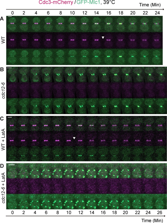 FIGURE 1: