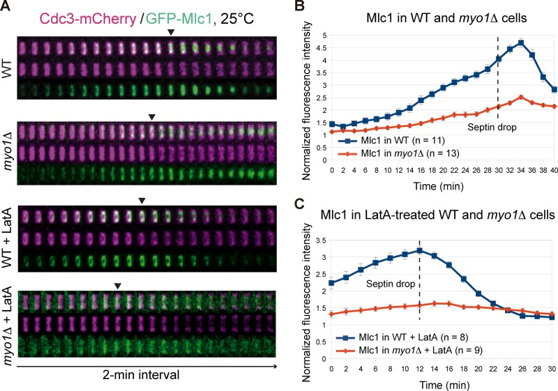 FIGURE 5: