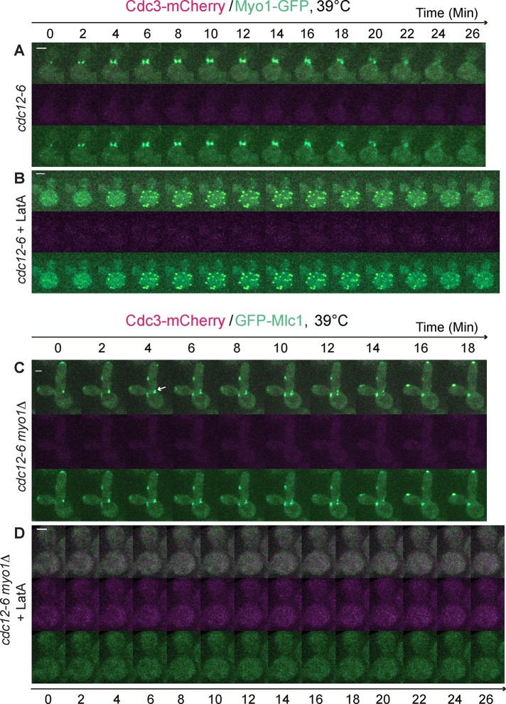 FIGURE 2: