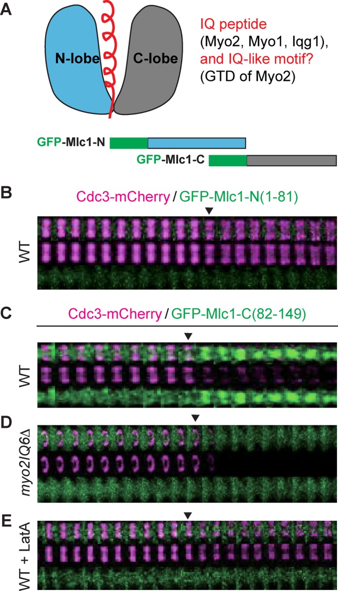 FIGURE 7: