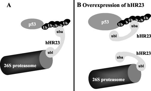 FIG. 8.