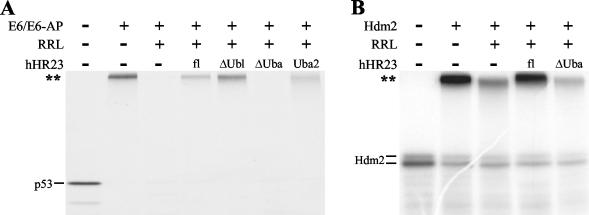 FIG. 5.