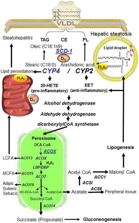 Figure 5.4