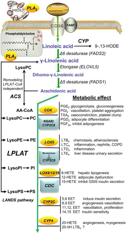 Figure 5.2