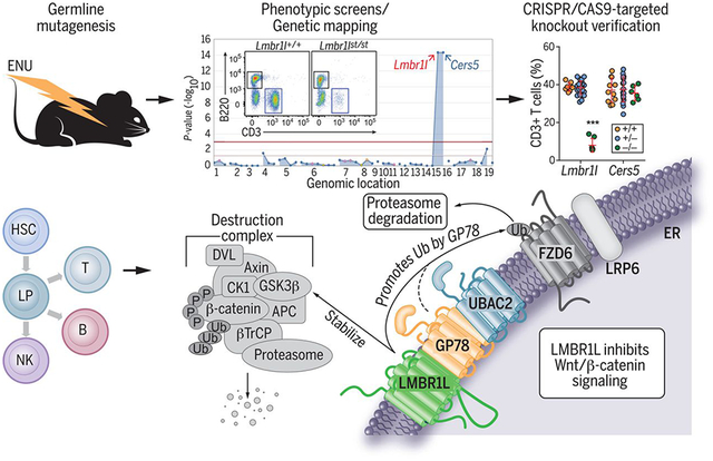 graphic file with name nihms-1582790-f0001.jpg