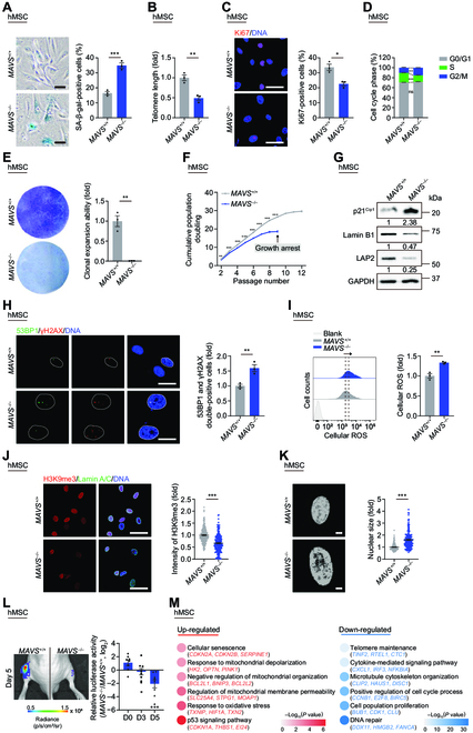 Fig. 2.