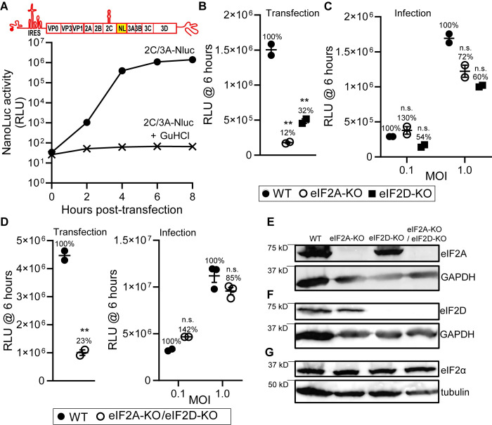 Fig 12