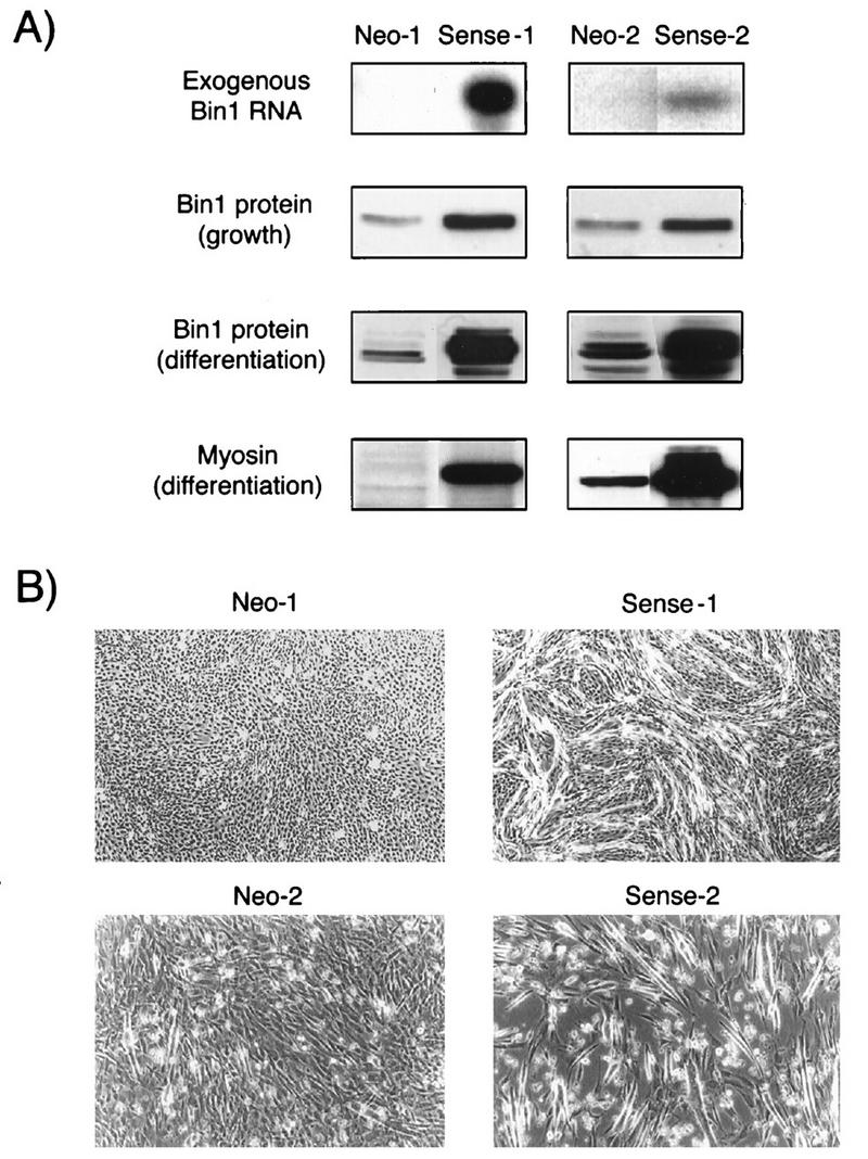 FIG. 8