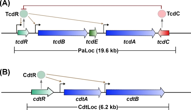 Figure. 1.