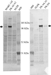 FIG. 7.
