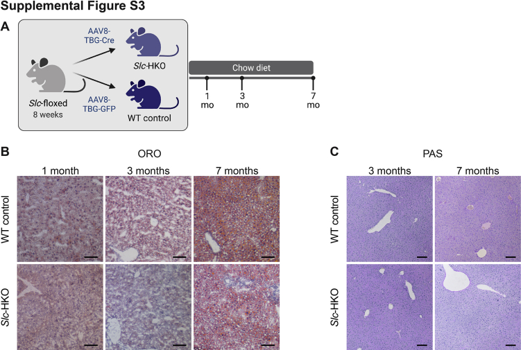 Supplemental Figure S3