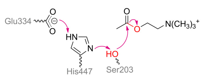 Scheme 8