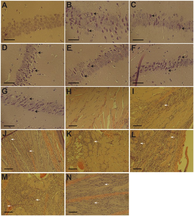 Fig 5