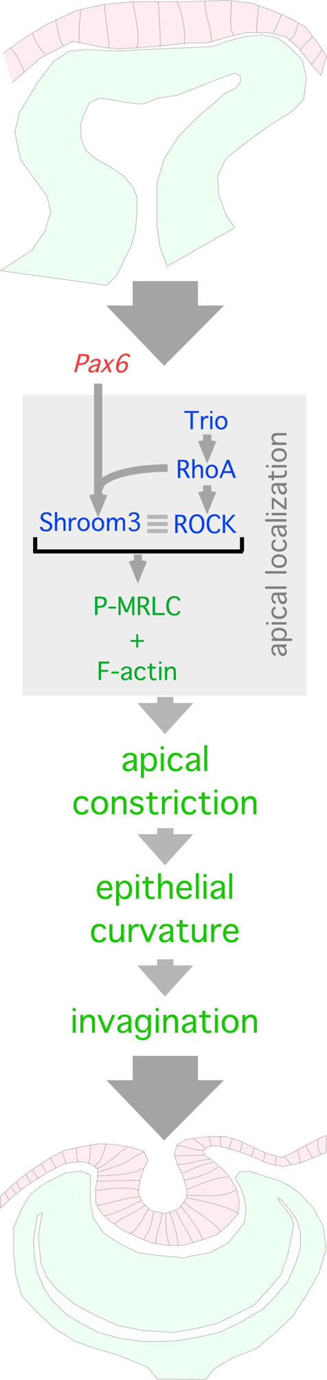 Fig. 7.