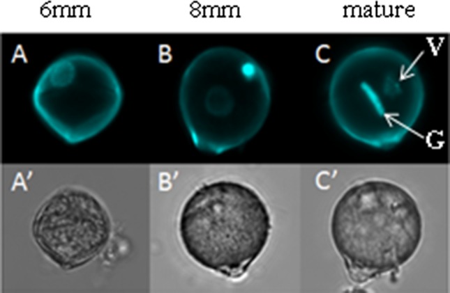 Fig. 1