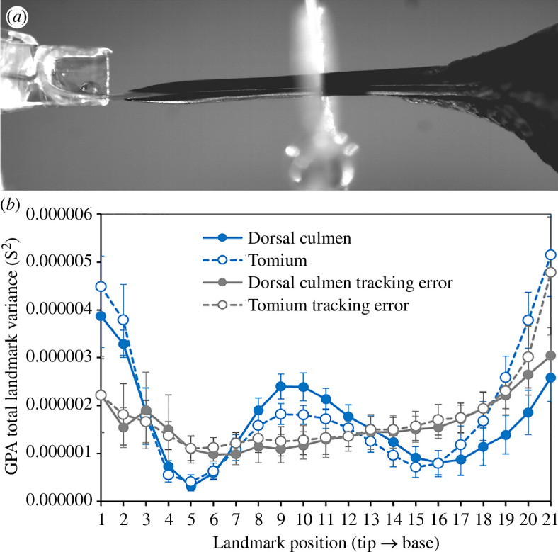 Image from a Calypte anna lick cycle.