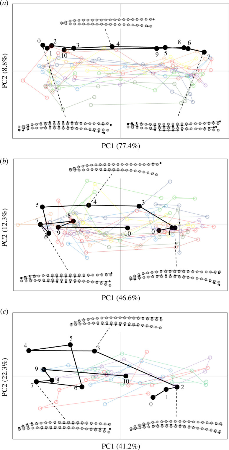 Shape changes in PC1-PC2 morphospace observed in the culmen of species with the most similar