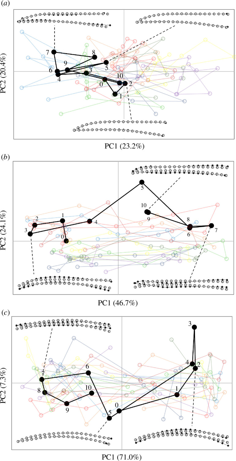 Shape changes in PC1-PC2 morphospace observed in the culmen of species with more aberrant overall bil
