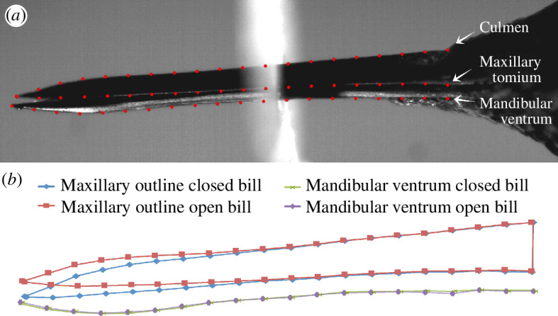 escription of semilandmarks used for video analyses.